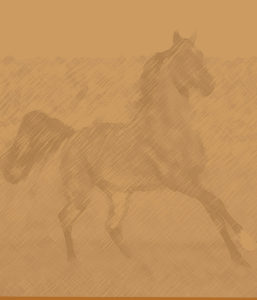 Equus Mangement Horse Drawing